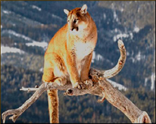 Mountain Lion